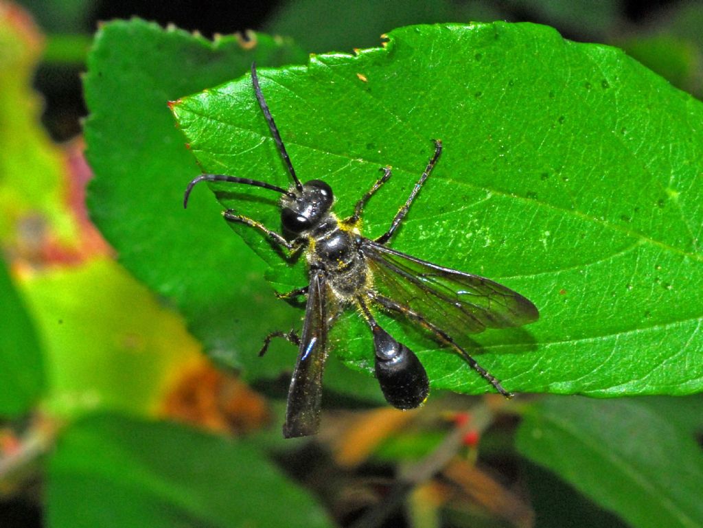 Ancora una vespa tutta nera:  Isodontia mexicana (Sphecidae)
